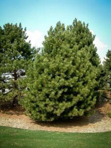 Сосна Чёрная (Pinus Nigra) купить по цене от 270.00р. в интернет-магазине «Посадика» с доставкой почтой в в Кирсе и по всей России – [изображение №1].