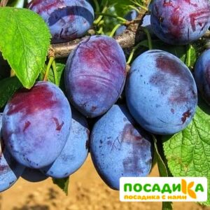 Слива Чачакская ранняя купить по цене от 229.00р. в интернет-магазине «Посадика» с доставкой почтой в в Кирсе и по всей России – [изображение №1].