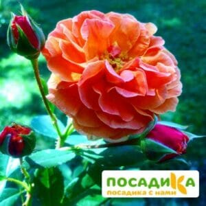 Роза Арабия купить по цене от 350.00р. в интернет-магазине «Посадика» с доставкой почтой в в Кирсе и по всей России – [изображение №1].