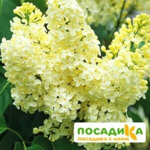 Сирень Примроуз (Primrose) купить по цене от 529.00р. в интернет-магазине «Посадика» с доставкой почтой в в Кирсе и по всей России – [изображение №1].