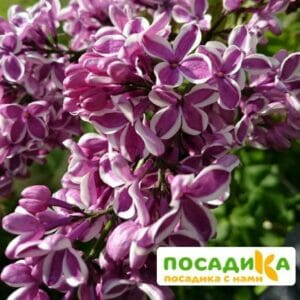 Сирень Сенсация купить по цене от 529.00р. в интернет-магазине «Посадика» с доставкой почтой в в Кирсе и по всей России – [изображение №1].