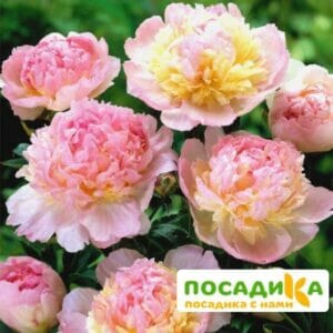 Пион Распберри Сандей (Paeonia Raspberry Sundae) купить по цене от 959р. в интернет-магазине «Посадика» с доставкой почтой в в Кирсе и по всей России – [изображение №1].