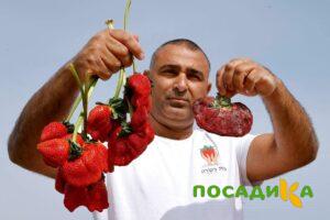Клубника Гигант Джорнея купить по цене от 266р. в интернет-магазине «Посадика» с доставкой почтой в в Кирсе и по всей России – [изображение №1].