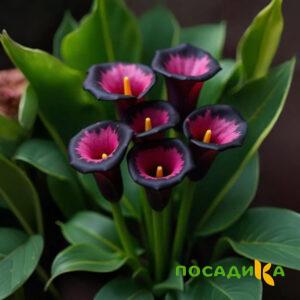 Калла Аура Лейс купить по цене от 400р. в интернет-магазине «Посадика» с доставкой почтой в в Кирсе и по всей России – [изображение №1].