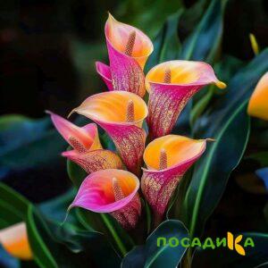 Калла Оникс купить по цене от 450р. в интернет-магазине «Посадика» с доставкой почтой в в Кирсе и по всей России – [изображение №1].