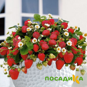 Клубника Рубиновый Шепот (горшечная) купить по цене от 240р. в интернет-магазине «Посадика» с доставкой почтой в в Кирсе и по всей России – [изображение №1].