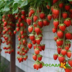 Клубника вьющаяся Комплимент купить по цене от 470р. в интернет-магазине «Посадика» с доставкой почтой в в Кирсе и по всей России – [изображение №1].
