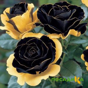 Роза Ханни Сикл купить по цене от 700р. в интернет-магазине «Посадика» с доставкой почтой в в Кирсе и по всей России – [изображение №1].