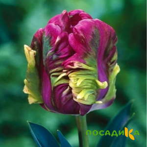 Тюльпан Экзотик Хэвен купить по цене от 186р. в интернет-магазине «Посадика» с доставкой почтой в в Кирсе и по всей России – [изображение №1].