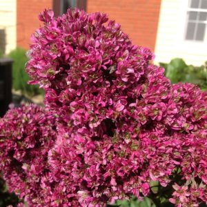 Флокс Филингс купить по цене от 329р. в интернет-магазине «Посадика» с доставкой почтой в в Кирсе и по всей России – [изображение №1].