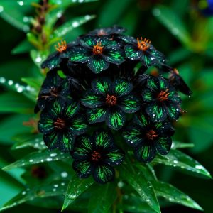 Флокс Ривьера купить по цене от 299р. в интернет-магазине «Посадика» с доставкой почтой в в Кирсе и по всей России – [изображение №1].