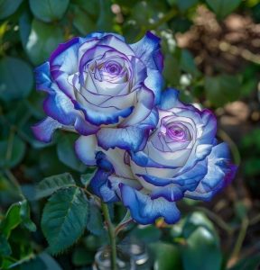 Роза Пэтолз Хоуп купить по цене от 333р. в интернет-магазине «Посадика» с доставкой почтой в в Кирсе и по всей России – [изображение №1].