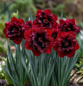 Нарцисс Сапфировый Бриз купить по цене от 3000р. в интернет-магазине «Посадика» с доставкой почтой в в Кирсе и по всей России – [изображение №1].