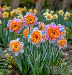 Нарцисс Айвери Дон купить по цене от 3000р. в интернет-магазине «Посадика» с доставкой почтой в в Кирсе и по всей России – [изображение №1].