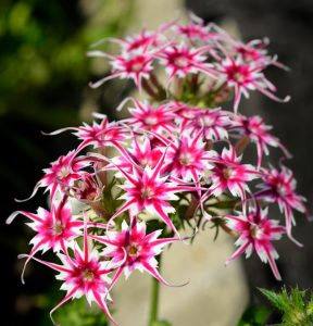 Флокс Метельчатый Путь купить по цене от 456р. в интернет-магазине «Посадика» с доставкой почтой в в Кирсе и по всей России – [изображение №1].