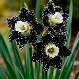 Нарцисс Кассата купить по цене от 372р. в интернет-магазине «Посадика» с доставкой почтой в в Кирсе и по всей России – [изображение №1].