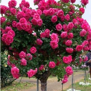 Роза Версаля купить по цене от 232р. в интернет-магазине «Посадика» с доставкой почтой в в Кирсе и по всей России – [изображение №1].