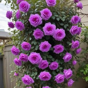 Роза Мистик Уайт купить по цене от 620р. в интернет-магазине «Посадика» с доставкой почтой в в Кирсе и по всей России – [изображение №1].