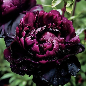 Пион Темный Сад купить по цене от 421р. в интернет-магазине «Посадика» с доставкой почтой в в Кирсе и по всей России – [изображение №1].