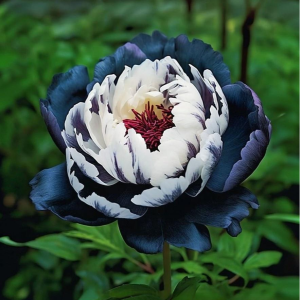 Пион Древовидный Инь-Янь купить по цене от 419р. в интернет-магазине «Посадика» с доставкой почтой в в Кирсе и по всей России – [изображение №1].