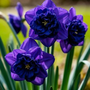 Нарцисс Арт Нуво купить по цене от 378р. в интернет-магазине «Посадика» с доставкой почтой в в Кирсе и по всей России – [изображение №1].