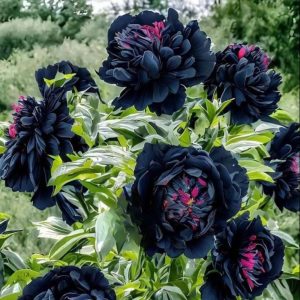 Пион древовидный Сердце Афродиты купить по цене от 600р. в интернет-магазине «Посадика» с доставкой почтой в в Кирсе и по всей России – [изображение №1].