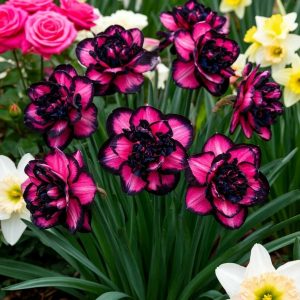 Нарцисс Золотая Корона купить по цене от 2000р. в интернет-магазине «Посадика» с доставкой почтой в в Кирсе и по всей России – [изображение №1].