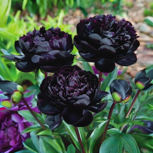 Пион Королевский Бархат купить по цене от 419р. в интернет-магазине «Посадика» с доставкой почтой в в Кирсе и по всей России – [изображение №1].