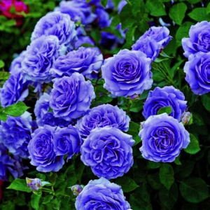Роза Блю Мун купить по цене от 450р. в интернет-магазине «Посадика» с доставкой почтой в в Кирсе и по всей России – [изображение №1].