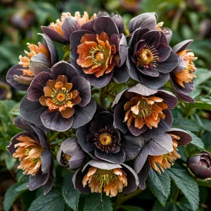 Морозник Блум Айс купить по цене от 499р. в интернет-магазине «Посадика» с доставкой почтой в в Кирсе и по всей России – [изображение №1].