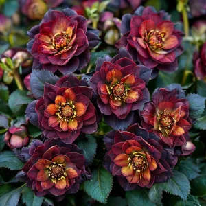 Морозник Сноу Дроп купить по цене от 348р. в интернет-магазине «Посадика» с доставкой почтой в в Кирсе и по всей России – [изображение №1].