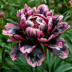 Пион Дроп Руби купить по цене от 469р. в интернет-магазине «Посадика» с доставкой почтой в в Кирсе и по всей России – [изображение №1].