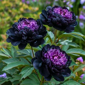 Пион Свэнс Даун купить по цене от 610р. в интернет-магазине «Посадика» с доставкой почтой в в Кирсе и по всей России – [изображение №1].