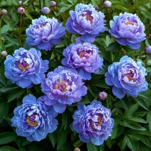 Пион Голубой лотос купить по цене от 590р. в интернет-магазине «Посадика» с доставкой почтой в в Кирсе и по всей России – [изображение №1].