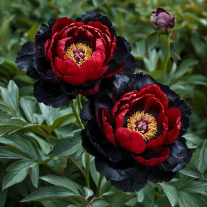 Пион Эбеновый Рубин купить по цене от 419р. в интернет-магазине «Посадика» с доставкой почтой в в Кирсе и по всей России – [изображение №1].