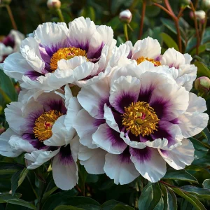 Пион Эко Саммер купить по цене от 548р. в интернет-магазине «Посадика» с доставкой почтой в в Кирсе и по всей России – [изображение №1].