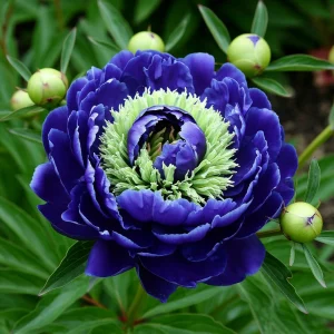 Пион Дримвивер купить по цене от 417р. в интернет-магазине «Посадика» с доставкой почтой в в Кирсе и по всей России – [изображение №1].