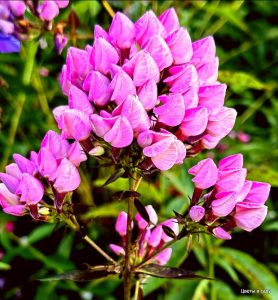 Флокс Бутоник купить по цене от 461р. в интернет-магазине «Посадика» с доставкой почтой в в Кирсе и по всей России – [изображение №1].