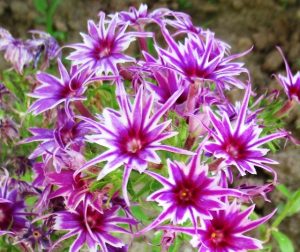 Флокс Звездное Кружево купить по цене от 361р. в интернет-магазине «Посадика» с доставкой почтой в в Кирсе и по всей России – [изображение №1].