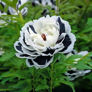 Пион Монохромный Шик купить по цене от 429р. в интернет-магазине «Посадика» с доставкой почтой в в Кирсе и по всей России – [изображение №1].