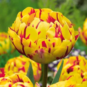 Тюльпан махровый Голден Ницц купить по цене от 361р. в интернет-магазине «Посадика» с доставкой почтой в в Кирсе и по всей России – [изображение №1].