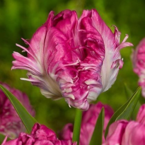 Тюльпан махровый Кул Кристал купить по цене от 400р. в интернет-магазине «Посадика» с доставкой почтой в в Кирсе и по всей России – [изображение №1].