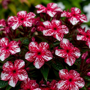 Флокс Ливер Гриммер купить по цене от 590р. в интернет-магазине «Посадика» с доставкой почтой в в Кирсе и по всей России – [изображение №1].