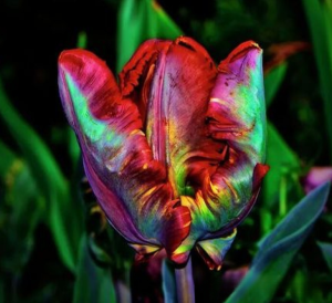 Тюльпан Эирпрайз купить по цене от 270р. в интернет-магазине «Посадика» с доставкой почтой в в Кирсе и по всей России – [изображение №1].