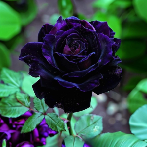 Роза Блэк Пантер купить по цене от 319р. в интернет-магазине «Посадика» с доставкой почтой в в Кирсе и по всей России – [изображение №1].