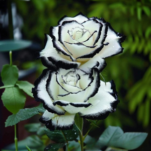 Роза Силк Ивин купить по цене от 319р. в интернет-магазине «Посадика» с доставкой почтой в в Кирсе и по всей России – [изображение №1].