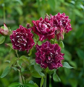 Роза Опаловый Пейзаж купить по цене от 490р. в интернет-магазине «Посадика» с доставкой почтой в в Кирсе и по всей России – [изображение №1].