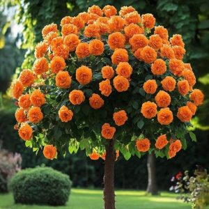 Роза Солнечный Шарм купить по цене от 349р. в интернет-магазине «Посадика» с доставкой почтой в в Кирсе и по всей России – [изображение №1].