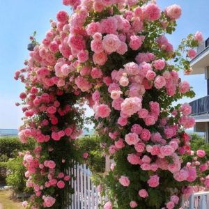 Роза Пастель Розе купить по цене от 605р. в интернет-магазине «Посадика» с доставкой почтой в в Кирсе и по всей России – [изображение №1].