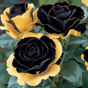 Роза Ханни Сикл купить по цене от 700р. в интернет-магазине «Посадика» с доставкой почтой в в Кирсе и по всей России – [изображение №1].